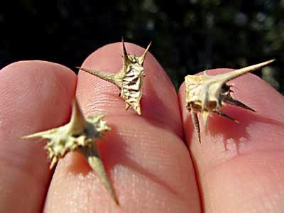 goathead thorns